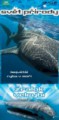 Žralok velrybí DVD