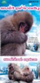 Sněžné opice DVD